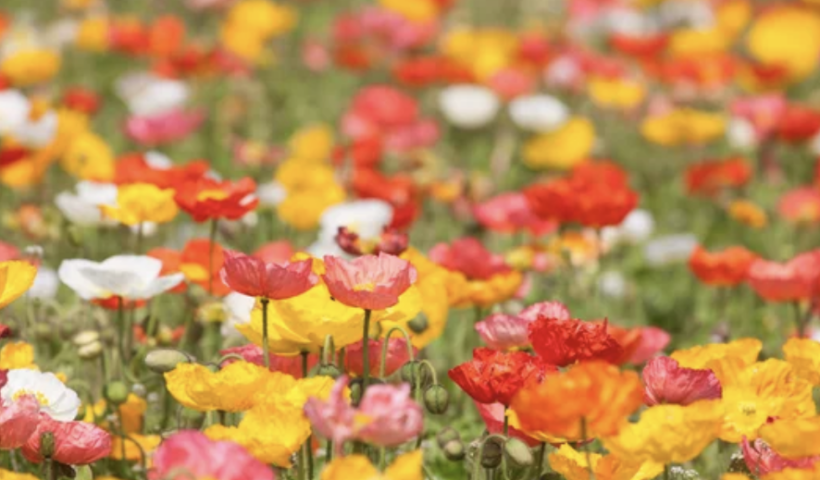 今年は南カリフォルニアで「スーパー・ブルーム」が見られるのか？（4/3）